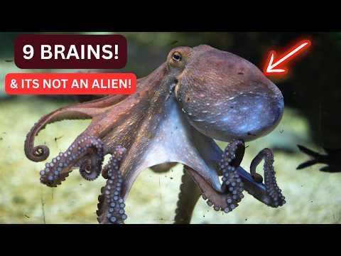 How Octopus Intelligence Outsmarts Evolution With Nine Distributed Brains | wildlife Marine Biology.