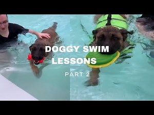 Learning to Swim Part 2 | Dogs at Wag N Paddle