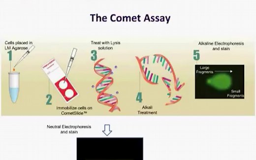 Comet Assay 彗星实验介绍