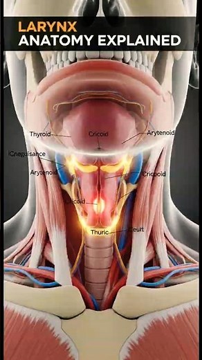 The Secret Anatomy of the Larynx – How Your Voice Works - EcoHuman ScienceLab
