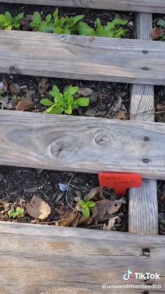 Tried placing an old window over a pallet bed to make a cold frame and it's working! Oakleaf Lettuce still going strong despite freezing temps! ?
