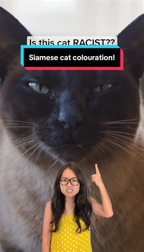 Siamese Cat Colouration: Understanding Unique Patterns