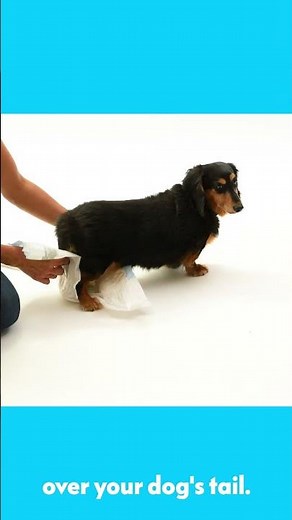 How to put a diaper on a dog!