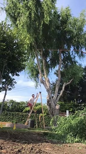 DIY Tree Trimming Fail - Chainsaw Accident - MOBILE