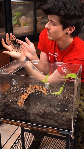Curly hair tarantula enclosure setup 🕷️