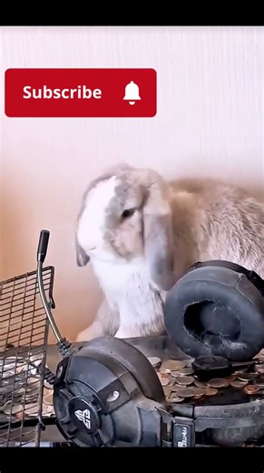 When Your Rabbit Turns Into a Tech Destroyer! 😂🐰 #rabbit #crazy #shorts