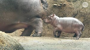 132K views · 12 reactions | Cincinnati's new baby hippo, Fritz, went for a swim with his mom after being transferred to his new habitat at the zoo. https://bit.ly/3K4vW23 | USA TODAY Video | Facebook
