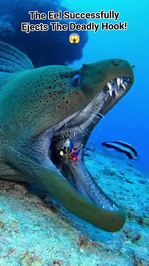 3.4K views · 13 reactions | 勞 Shocking! Eel REMOVES Deadly Hook Right...