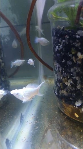 🐠 Baby Balloon White Molly Fish in Home Aquarium | Peaceful & Beautiful Aquarium Fish #aquarium