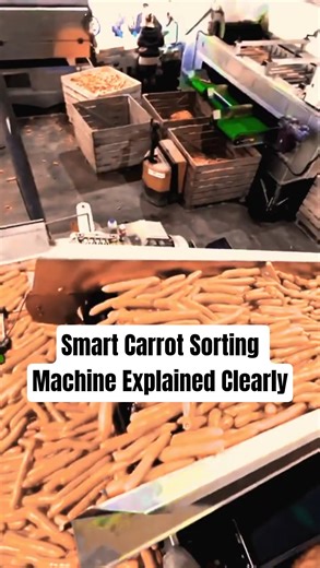 Innovation Automatic Carrot Sorting Machine Precision Tech