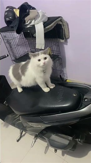 Dikira Iya mau diajak udah naik aja ke motor wkwk #kucinganggoralucudanimut #cat #kucingimut