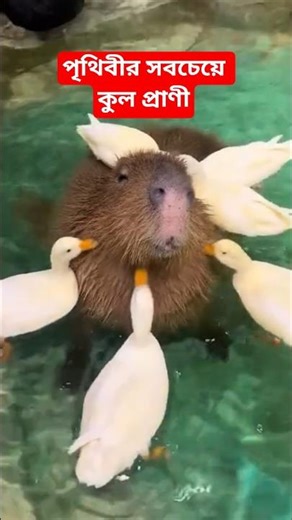 Capybara is the coolest animal in the world. capybara #capybara