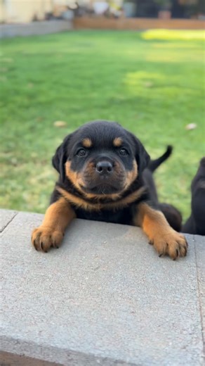 Weeks 4–6: This is where puppies start becoming dogs 🐕 After the early neurological and transitional phases, puppies enter a period where their brains and bodies are developing rapidly. They’re more mobile, more aware of their environment, and beginning to actively interact with the world around them. What they experience here shapes confidence, resilience, and social skills in a very real way. This is when intentional exposure really matters. Between 4 and 6 weeks, puppies are learning from ev