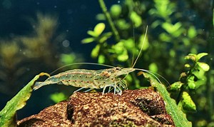 Amano Shrimp