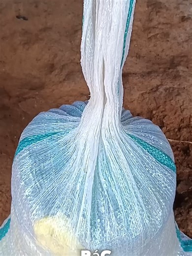 Hồi Môn của Em Chồng: Hải Đường Sau Mưa