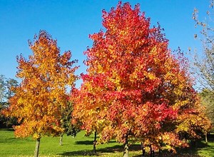 Liquidambar : plantation, croissance et entretien - Gamm vert