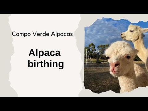 Alpaca birthing process