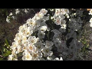 MAJUELO en Flor: Crataegus monogyna (www.riomoros.com)