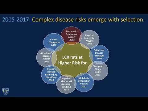 Systemic Mitochondrial Transplant Increases Aerobic Exercise Capacity in Aged Rats
