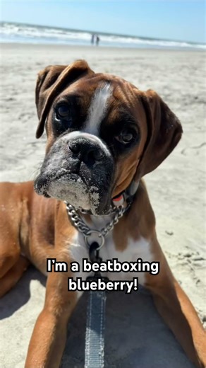 Stu “rapping” to his own beat! Follow ‪@Stu_the_boxer‬ for daily fun! #boxer #dogs #boxerdoodle