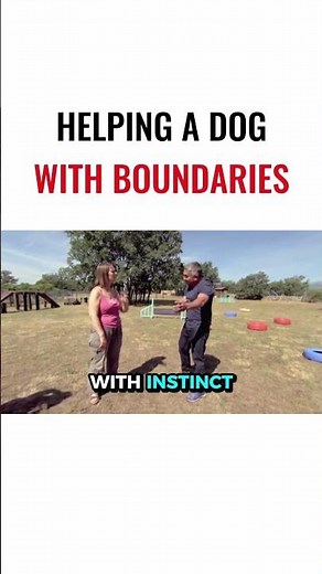 Helping a Dog With Boundaries