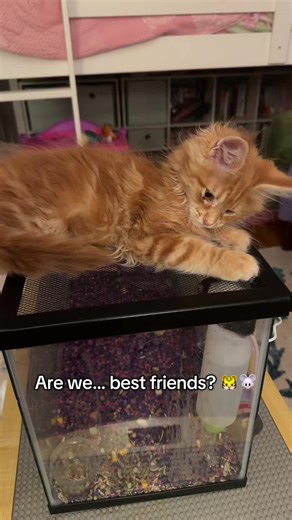 Maine Coon, meet mouse. Fancy mouse just wants to know who is on his cage. Maine coon wants to know where his dinner plate is 😩🫨