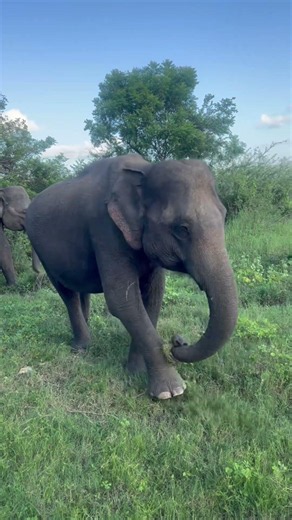 Minneriya National Park - Sri Lanka