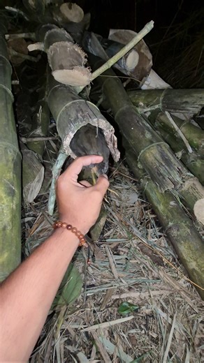 strategy to capture the crumbs in bamboo #viralshort #animals