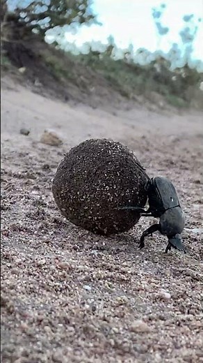 Watch the Amazing Work of an African Dung Beetle