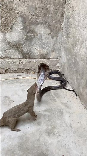 Epic fight king cobra vs yellow mongoose