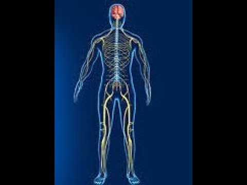BIO 1147 Neuron Lab Lecture