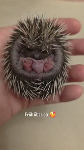 🦔 Ernies Geschichte 💛 Sein Bruder Samson wurde verletzt auf dem Rasen gefunden. Beim Nachsuchen entdeckte man auch Ernie & Bert – allein, ohne Nest, ohne Mama. In diesem Alter bedeutet das fast immer: Die Mutter lebt nicht mehr … 💔 ✨ Zum Glück waren die beiden in gutem Zustand und durften noch in der Nacht in unsere Pflegestelle einziehen. Samson hat es leider nicht geschafft 😢 – deshalb kämpfen wir jetzt umso mehr für Ernie & Bert. Das heißt für uns: alle 2–3 Stunden füttern, auch nachts. A