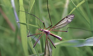 What Do Crane Flies Eat? (10 Tips to Get Rid of Them)