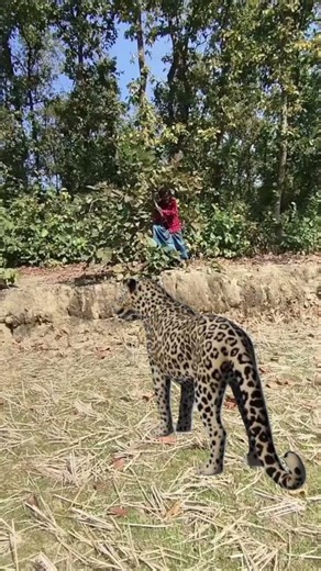 Sudden tiger att'ack #vfx