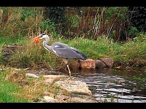 Heron caught in the Act eating fish from garden pond
