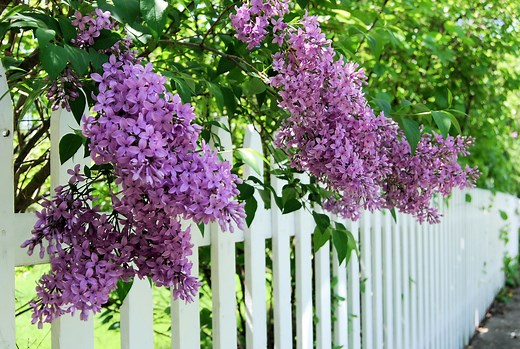 20 Fragrant Flowers That Will Make Your Garden Smell Like Heaven