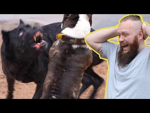 Cane Corso ATTACK! Canine Behaviourist Reacts To Dog Attack