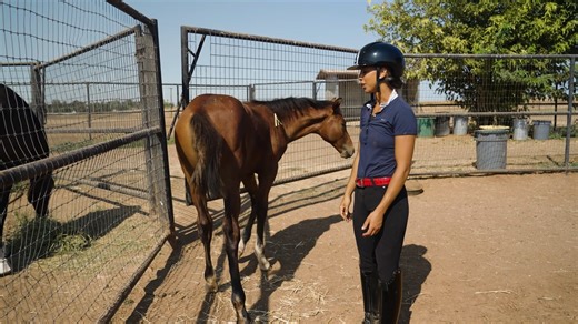 On this episode of Open Road: Dressage Edition, meet Genay Vaughn — a rider whose quiet determination and lifelong passion for the sport has shaped her journey through the international dressage ranks. For more exclusive content, visit www.usef.org/events/open-dressage #TheOpenRoad | Great American Insurance Group | US Equestrian Open