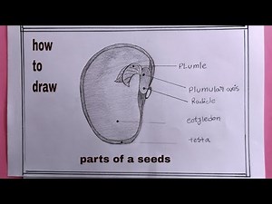 how to draw parts of a seeds/parts of a seed drawing