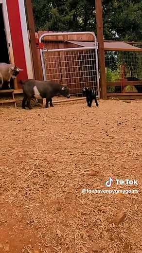 Baby Pygmy Goats Playing — Weeeeee!