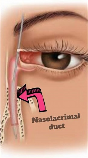 Nasolacrimal duct