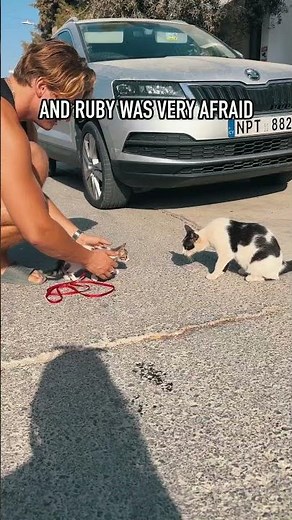 Ruby, the baby cat meets friends🐱❤️