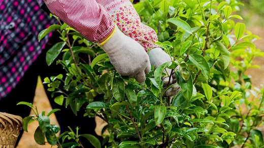 64 reactions | Want to learn more about The Tea Spot? Our goal is to make tea an everyday luxury by handcrafting teas and designing Steepware to make sure your tea is with you every moment of the day, while also giving 10% of our profits to wellness programs around the world ✨ | The Tea Spot | Facebook