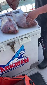 On a hot day like today, ICE 🧊 is paramount in keeping the fish we work so hard to get in tip top condition and prevent spoiling. Our new chiller bag from the boys at Fish-On passed the test today and you can see the lovely ice slurry that was still left after the end of a 5 hour charter 👌👌🧊🧊😎😎 | Sharkmen Fishing Charters