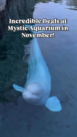 @mysticaquarium is offering some out of this world deals for November- as well as an incredible Superhero Sea Lion Show! 🧑‍🏫 Teachers, Support Staff, EMS, Police, Fire, Veterans and Military all get free admission plus $10/off each additional ticket 🔬 @ctsciencecenter members get FREE admission during November Plus always free admission for SNAP / EBT cardholders in CT and Rhode Island. Definitely get your tickets in advance by visiting their website! #ctvisit @ctvisit #connecticut #connectic