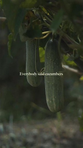 This #nagaland village is famous for its cucumbers