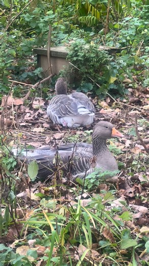 151K views · 3.5K reactions | Greylag goose 1 pair available and extra males | Avian Empire Inc. | Facebook