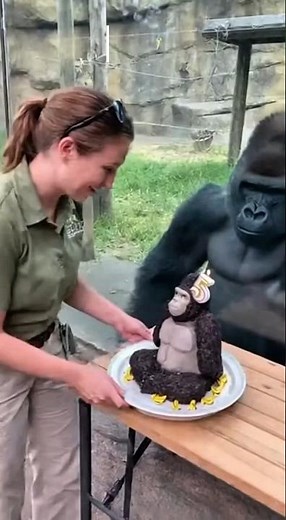 Gorilla’s Birthday Turns Emotional at the Zoo #animals #monkey #gorilla #shorts