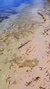 134K views · 795 reactions | Huge Barracuda Attacks Shark 麗 . . #barracuda #shark #attack #oceanlife #marinelife #FishHunterTV | FishLife world TV | Facebook