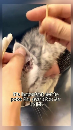 How To Treat Ear Mites in Cats: Step-by-Step Guide